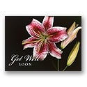 Lily Greetings Card - Verse Only