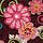 Mod Floral Pink